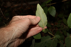 Solanum densevestitum