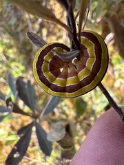Trichordestra legitima