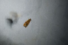 Olethreutes permundana