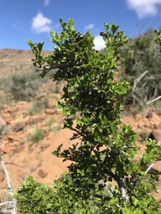Searsia burchellii