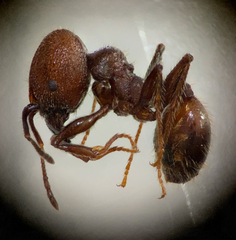 Pheidole obscurithorax