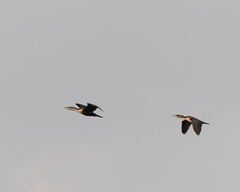 Phalacrocorax carbo lucidus
