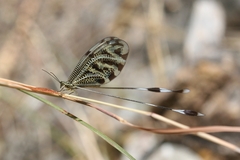 Nemoptera coa