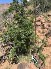 Searsia burchellii