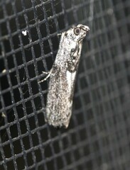 Sciota melanostyla