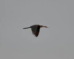 Anhinga rufa