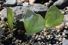 Abaeis mexicana