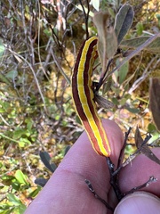 Trichordestra legitima