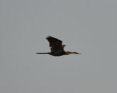 Anhinga rufa