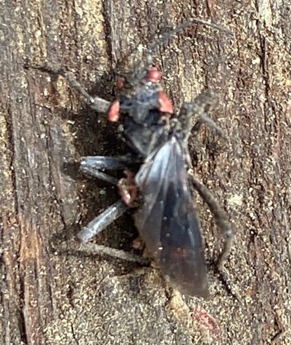 iNaturalist observation photo of Red-shouldered Bug