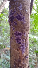 Phlebiopsis crassa