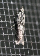 Sciota melanostyla