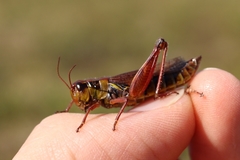 Melanoplus borealis