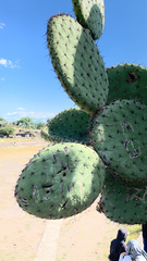 Opuntia streptacantha