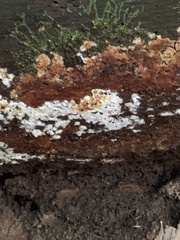 Botryobasidium simile