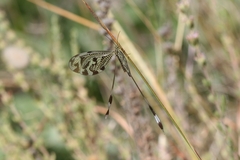 Nemoptera coa