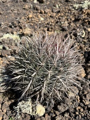 Ferocactus fordii