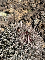 Ferocactus fordii
