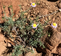 Felicia filifolia
