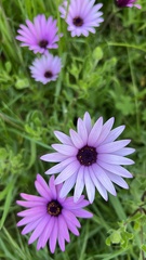 Dimorphotheca fruticosa