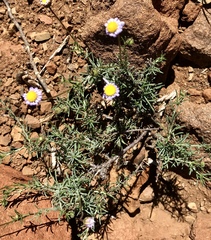 Felicia filifolia