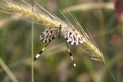 Nemoptera coa