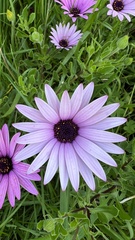 Dimorphotheca fruticosa