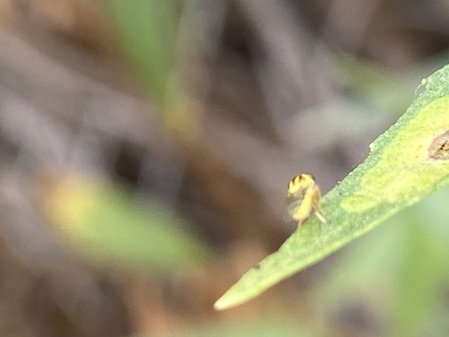 iNaturalist observation photo of Thaumatomyia