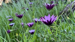 Dimorphotheca fruticosa