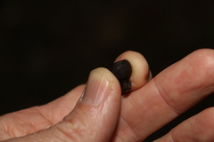 Eucalyptus pilularis