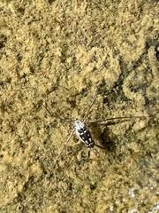 Trepobates subnitidus