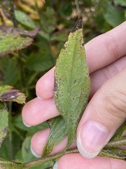 Coleosporium solidaginis