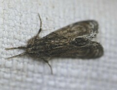 Zalissa catocalina