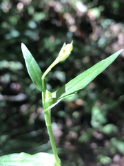Murdannia keisak