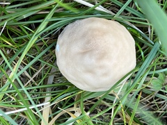 Calocybe
