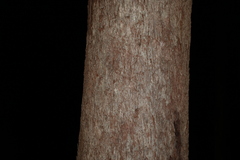 Eucalyptus pilularis