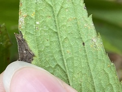 Coleosporium solidaginis