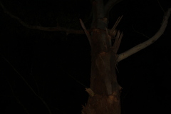 Eucalyptus pilularis