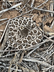 Crotalus oreganus helleri