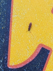 Oryzaephilus surinamensis