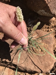 Fingerhuthia africana