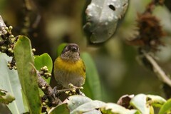 Chlorospingus flavopectus