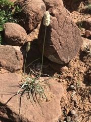 Fingerhuthia africana