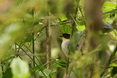Atlapetes albinucha