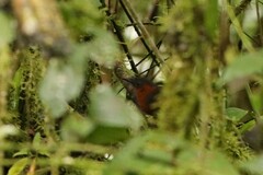 Cyphorhinus thoracicus