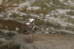 Cinclus leucocephalus