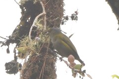 Euphonia xanthogaster