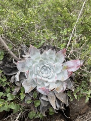 Dudleya anthonyi