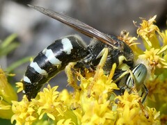 Bembix