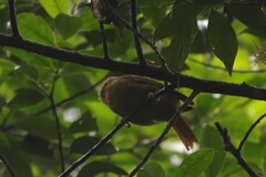 Anabacerthia striaticollis